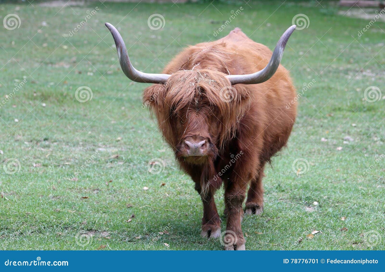 Big Yak with Long Brown Hair Stock Image Image of hair, mammal 78776701