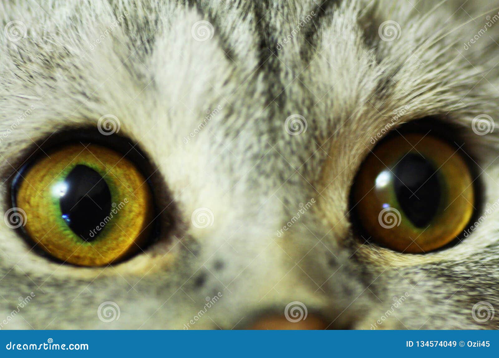 Big Yellow Cat Eyes Closeup Stock Image Image of fauna, mammal