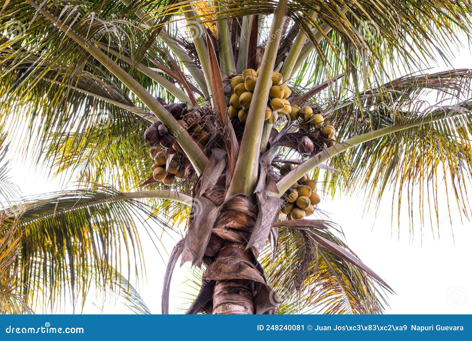 Big Yellow Coconuts on the Palm Tree. Stock Image Image of nature
