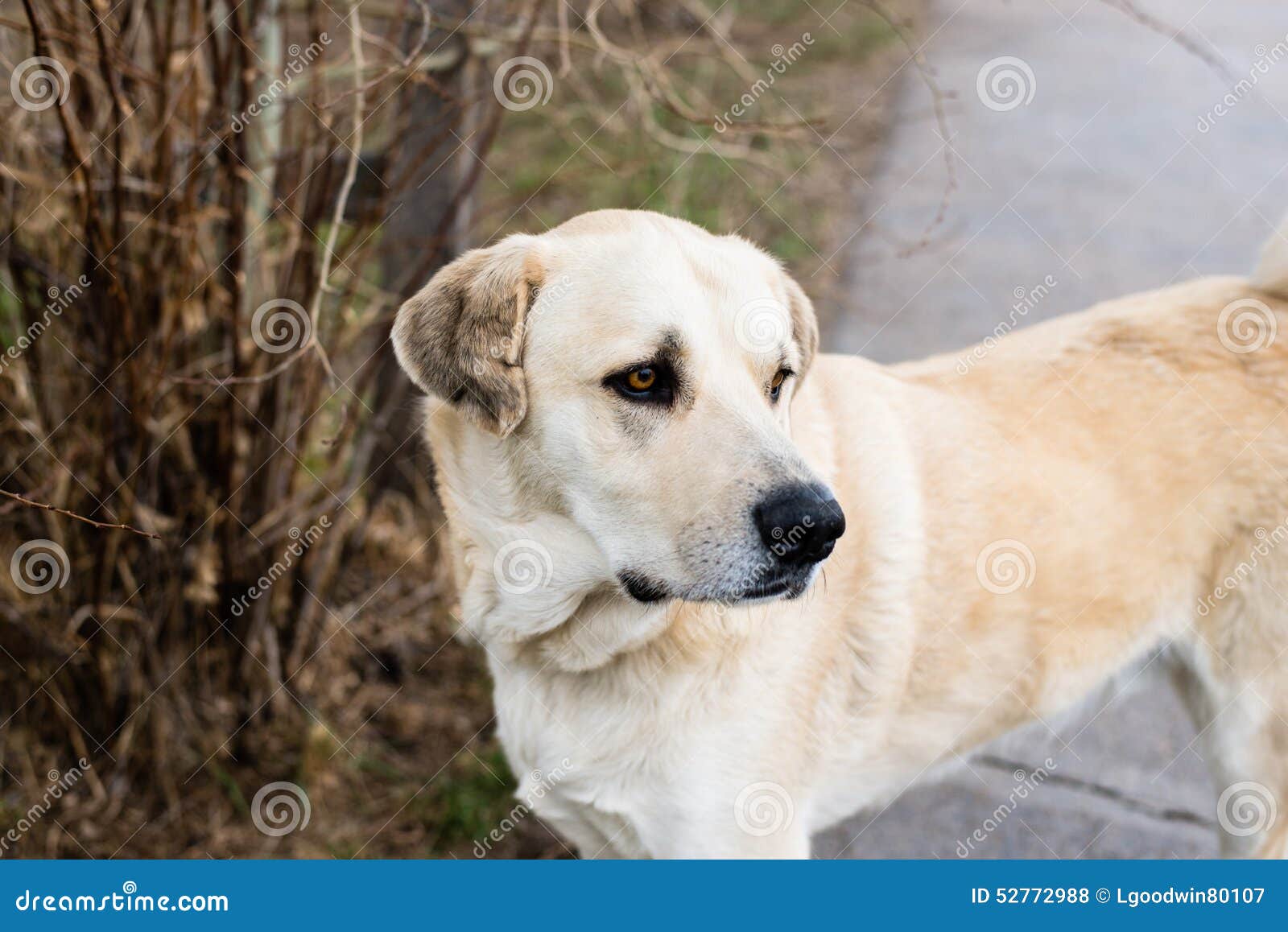 Big yellow dog stock photo. Image of yellow, side, high 52772988