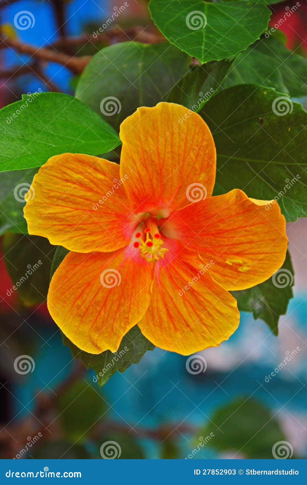 Big Yellow Orange Hibiscus Flower with Green Leaves