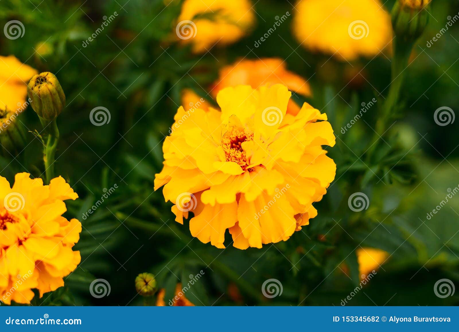 Big yellow saffron flower stock photo. Image of concept 153345682