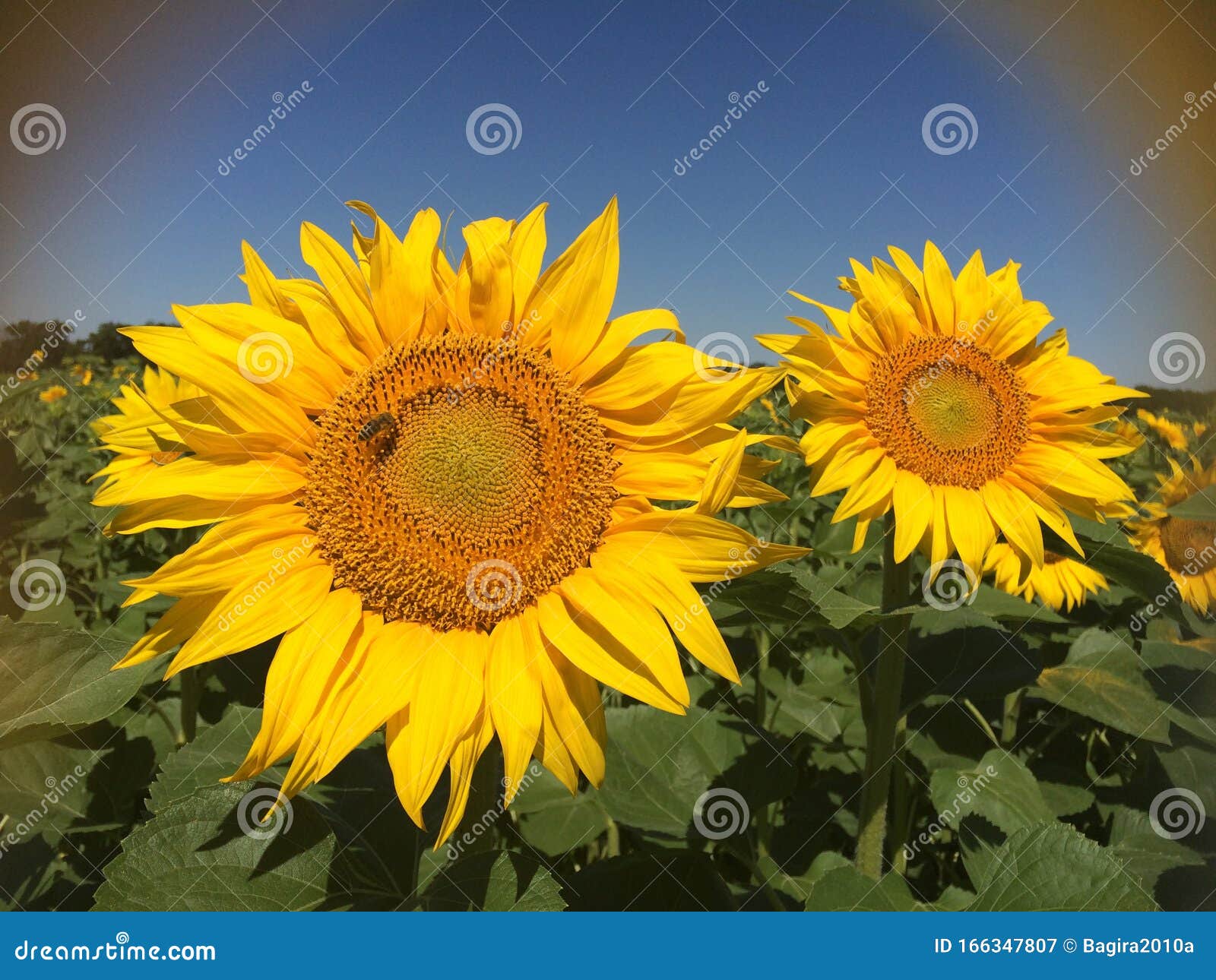 Large Sunflower & Bee Dark Blue | Fabric
