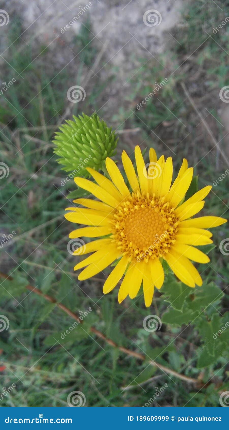 big yellow wild flowers on the praire