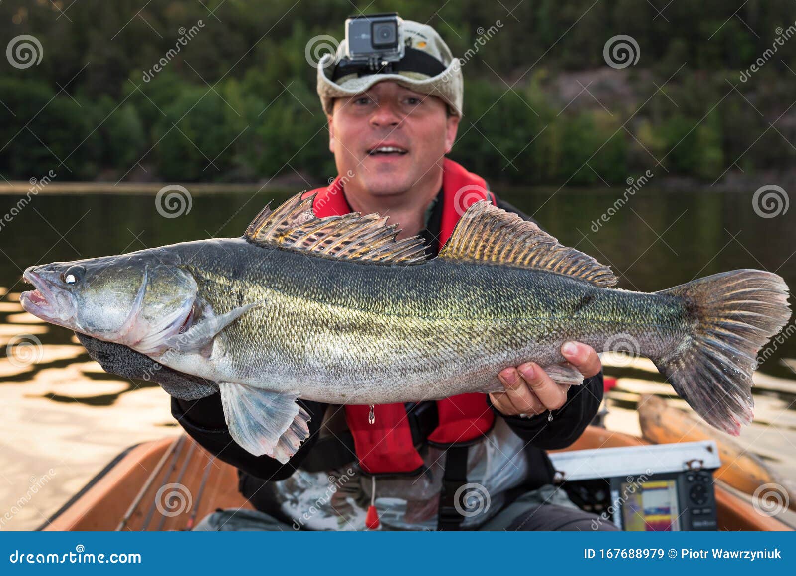 Big zander fish trphy stock image. Image of green, catch 167688979