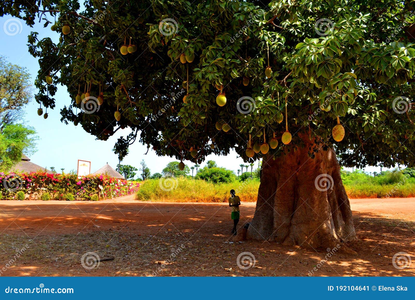 Biggest Baobab Tree In Senegal Editorial Photo Image Of Branch West 192104641