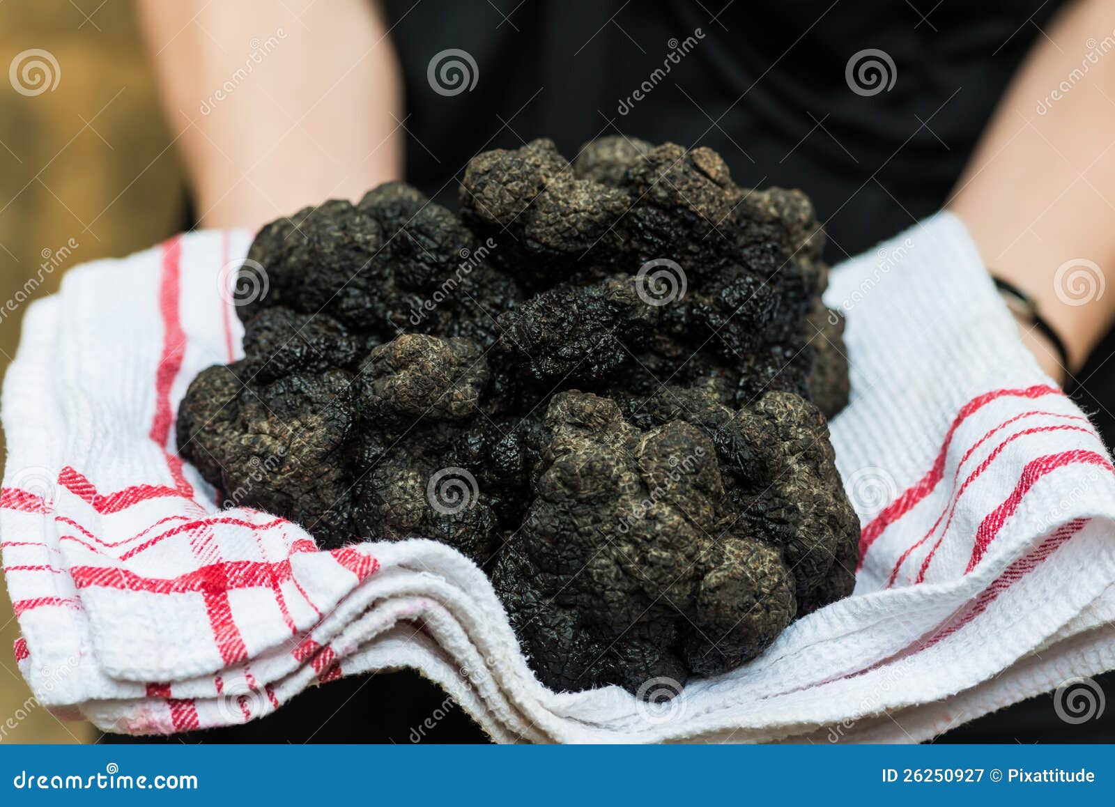 biggest black truffle dordogne perigord france