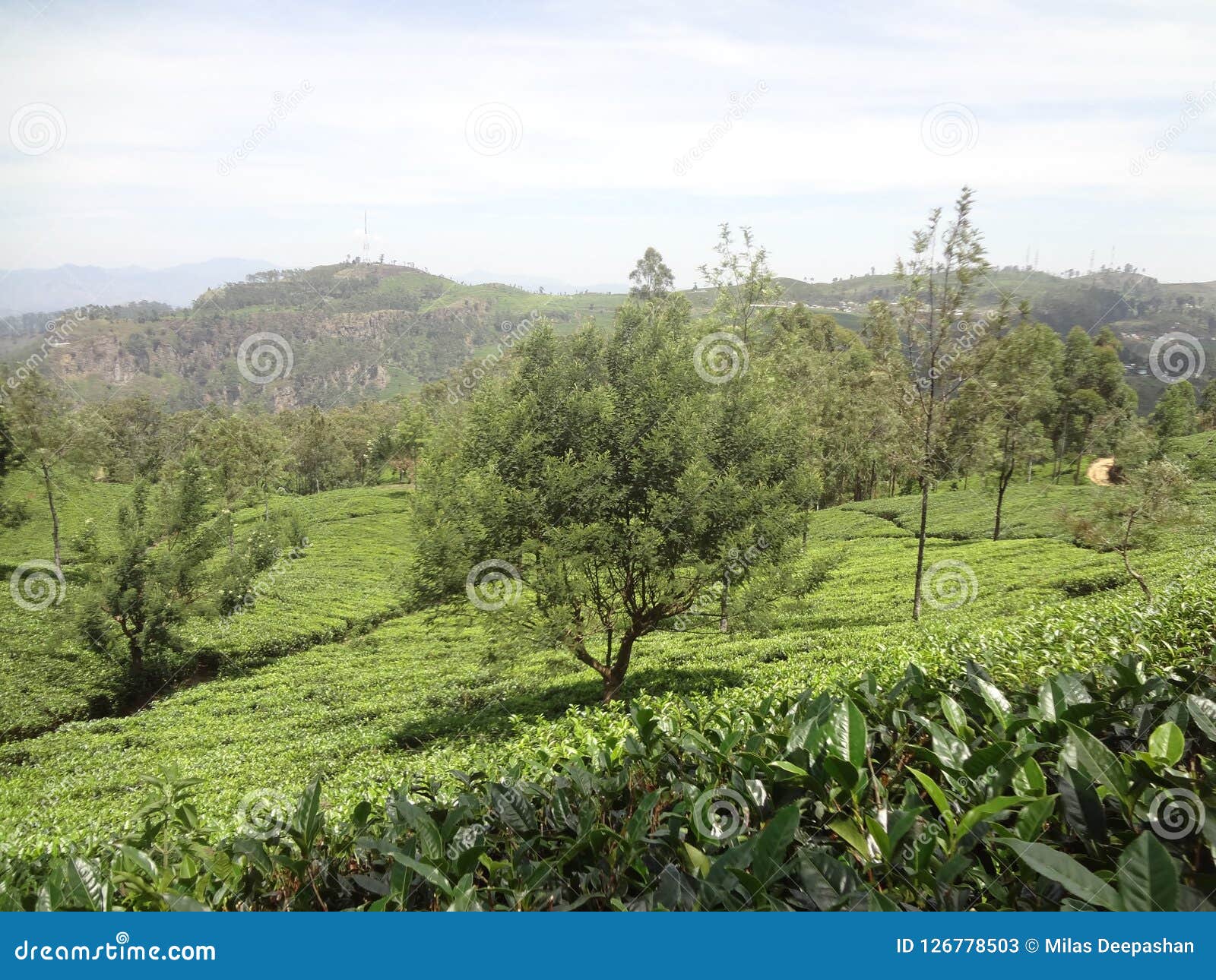 Biggest Tea State in Srilanka Stock Image Image of glass, hikers