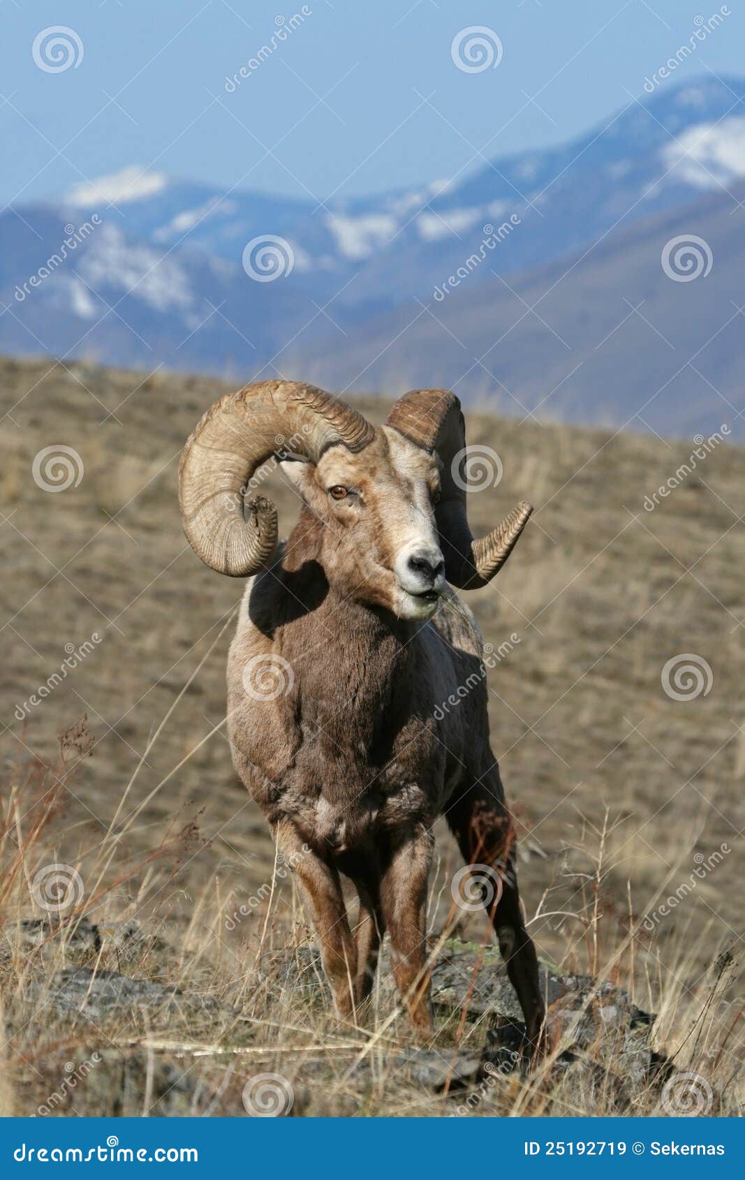 Bighorn baranu cakle. Bighorn żubra canadensis Montana krajowi ovis baranu pasma cakle