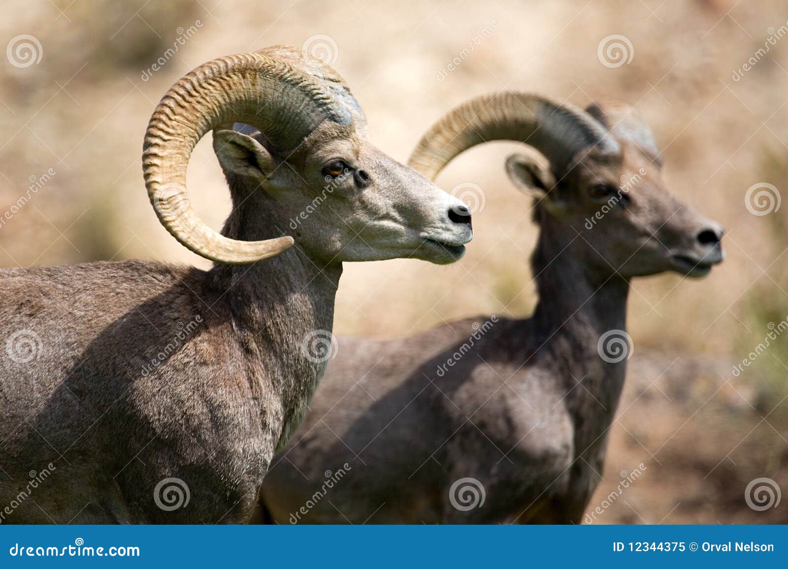 bighorn sheep