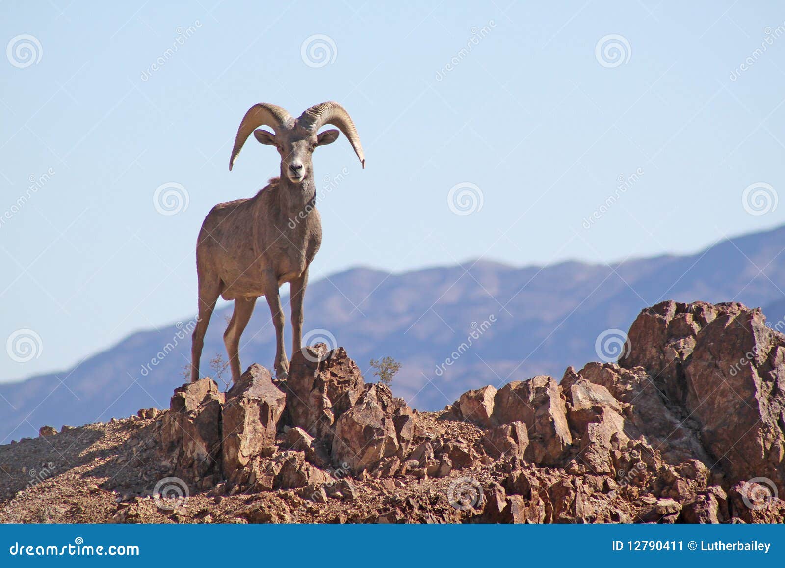 bighorn sheep