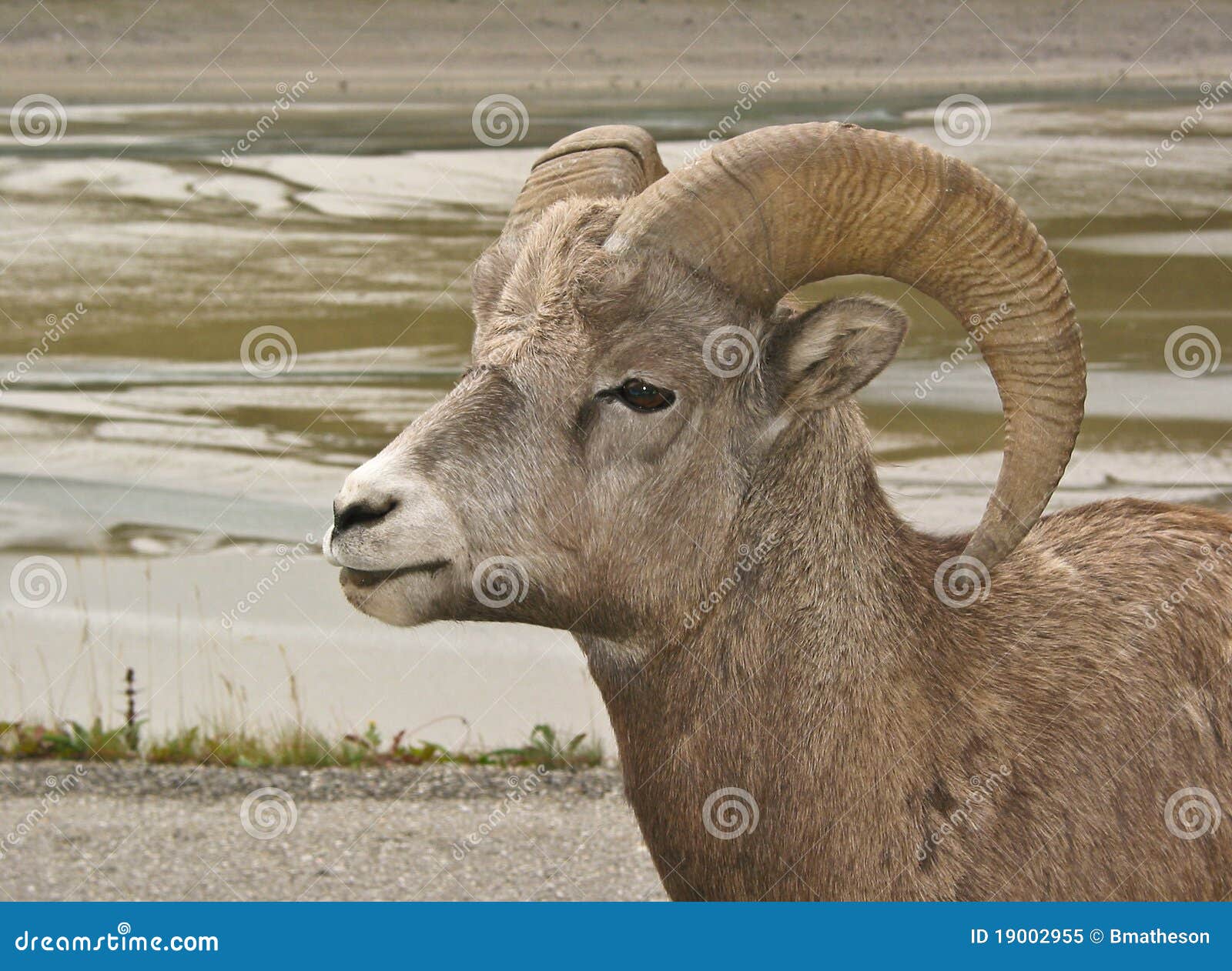 bighorn sheep #3