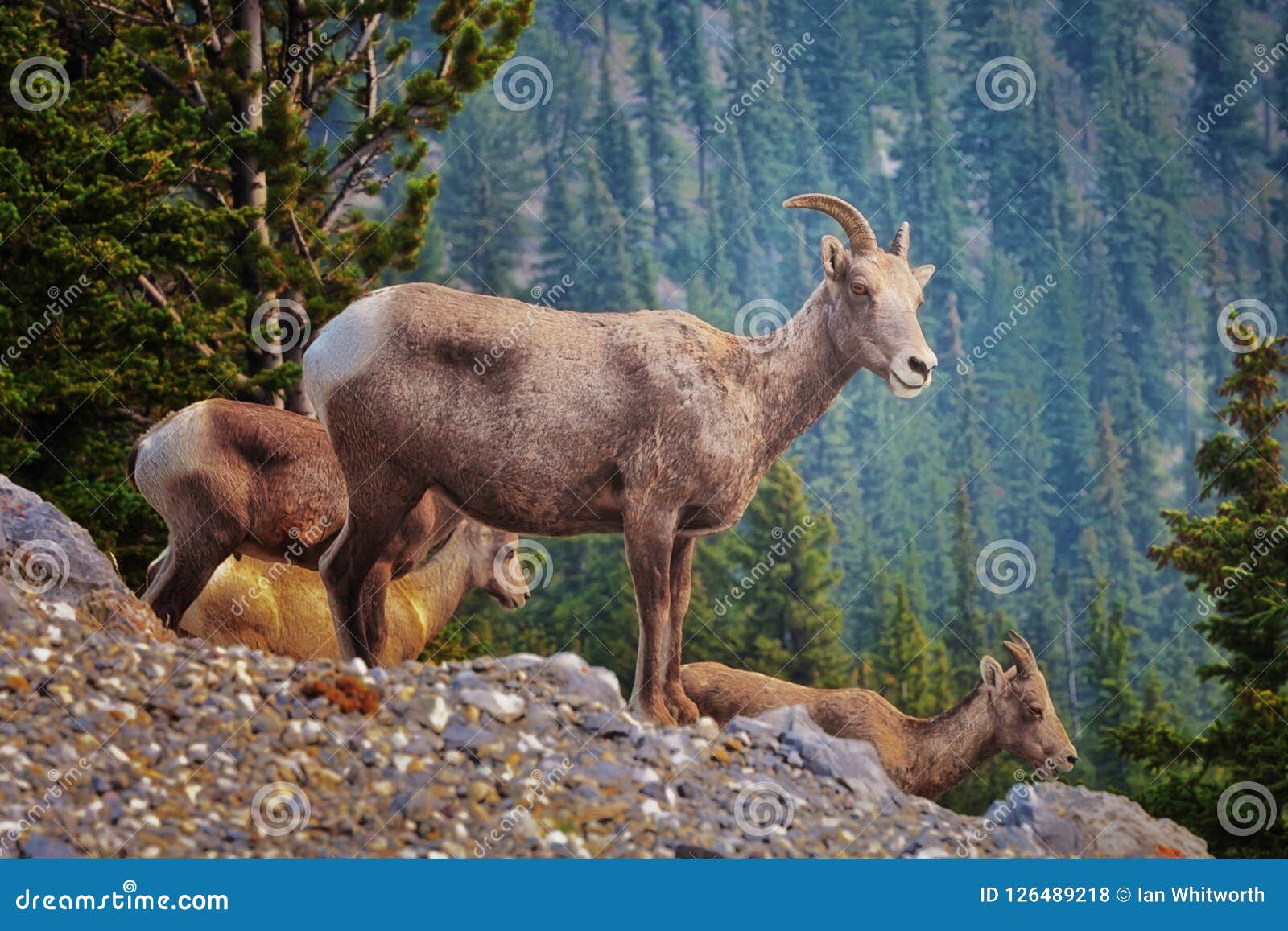 bighorn sheep banff sulphur mountain