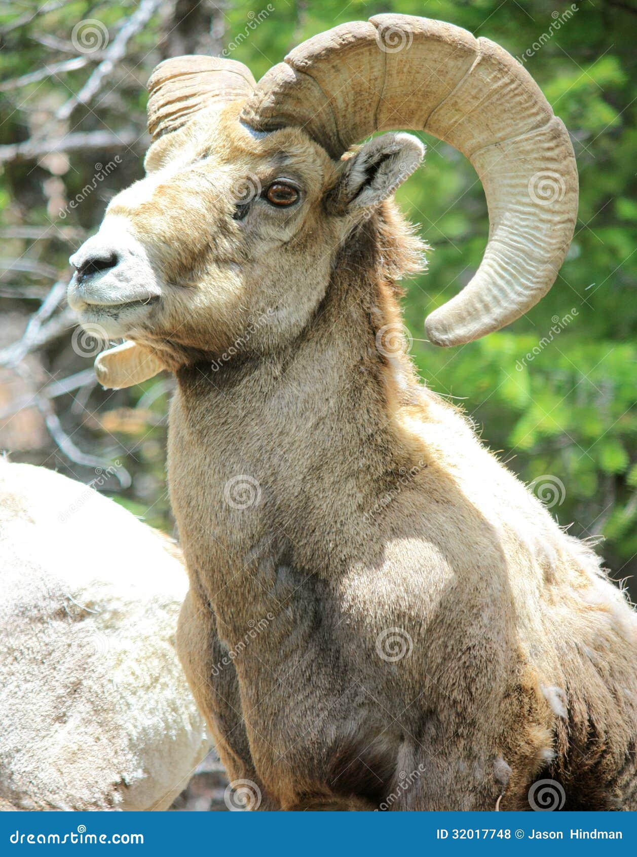 bighorn sheep