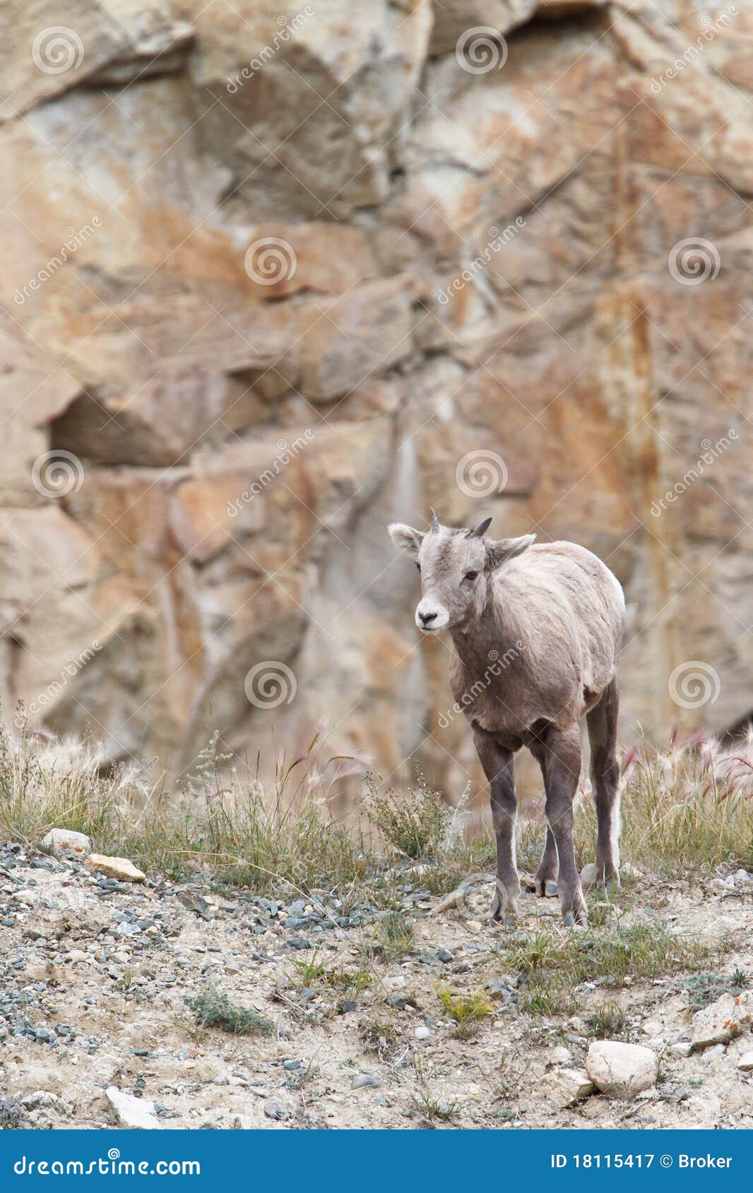 bighorn sheep, ovis canadensis