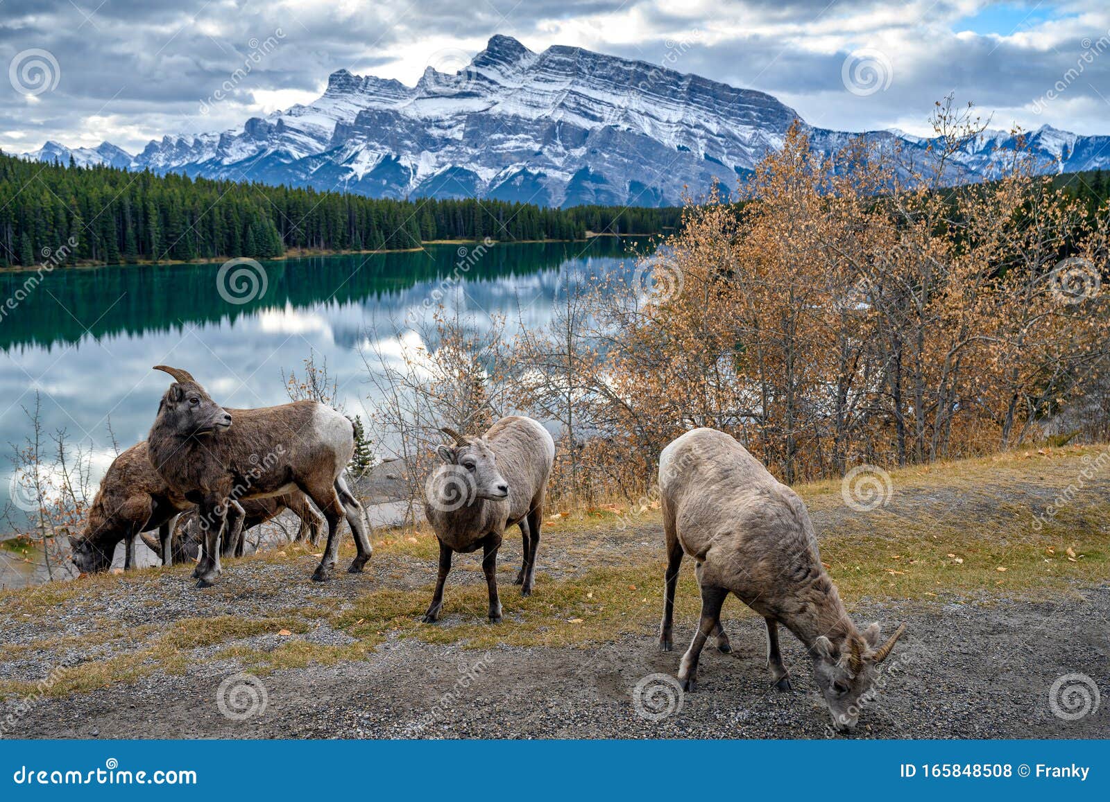 bighorn sheep ovis canadensis, banff national park, alberta, canada