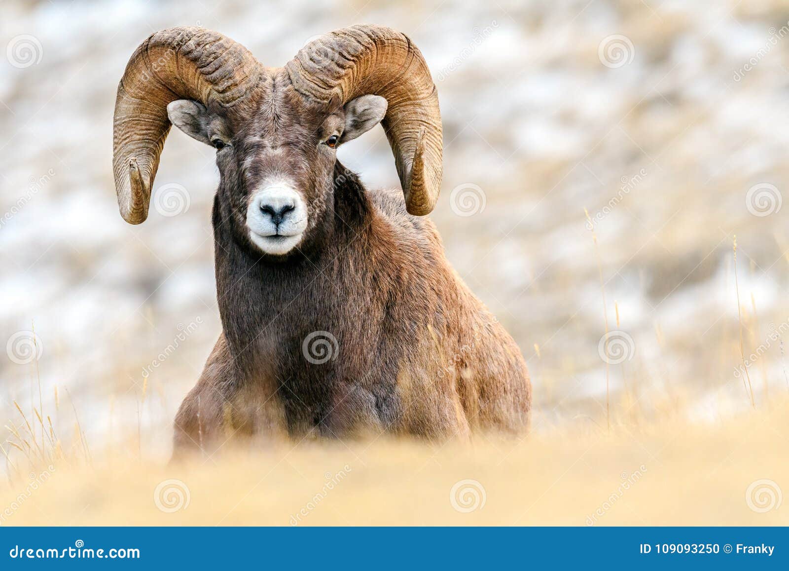 bighorn sheep ovis canadensis, jasper national park, alberta,