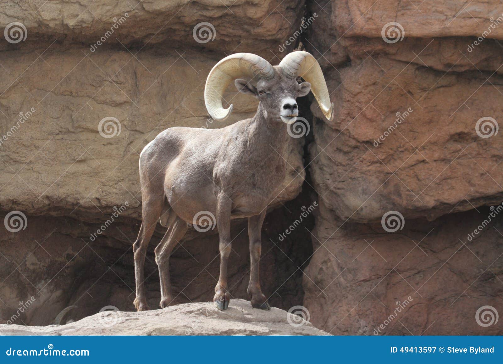bighorn sheep (ovis canadensis)