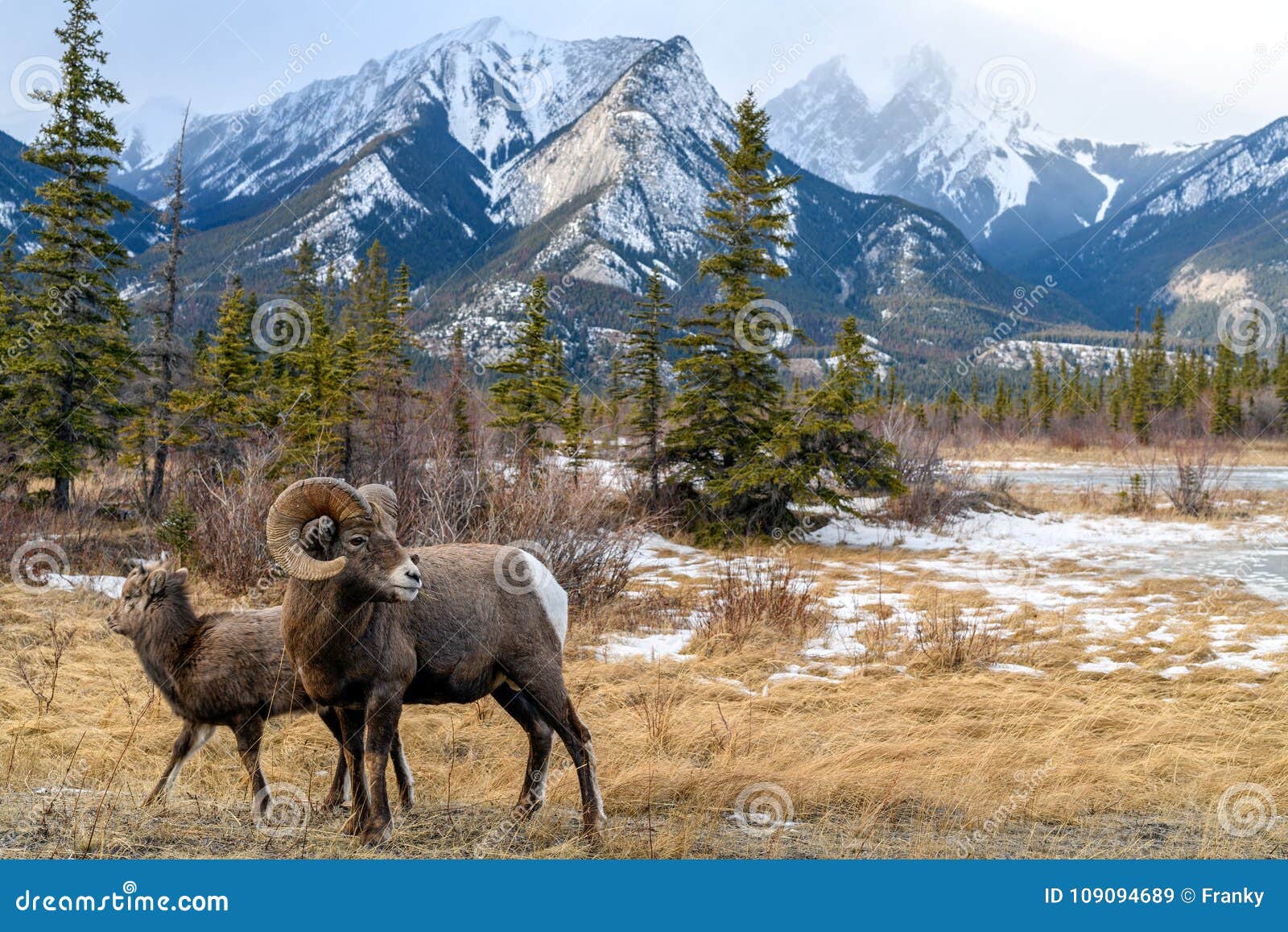 bighorn sheep ovis canadensis, jasper national park, alberta,