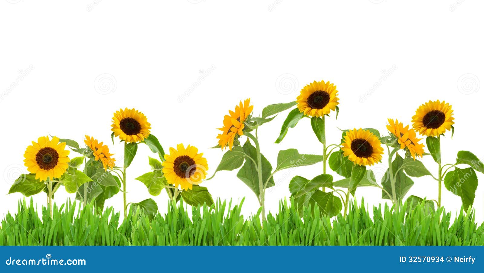 bight sunflower border beautiful bright isolated white background 32570934