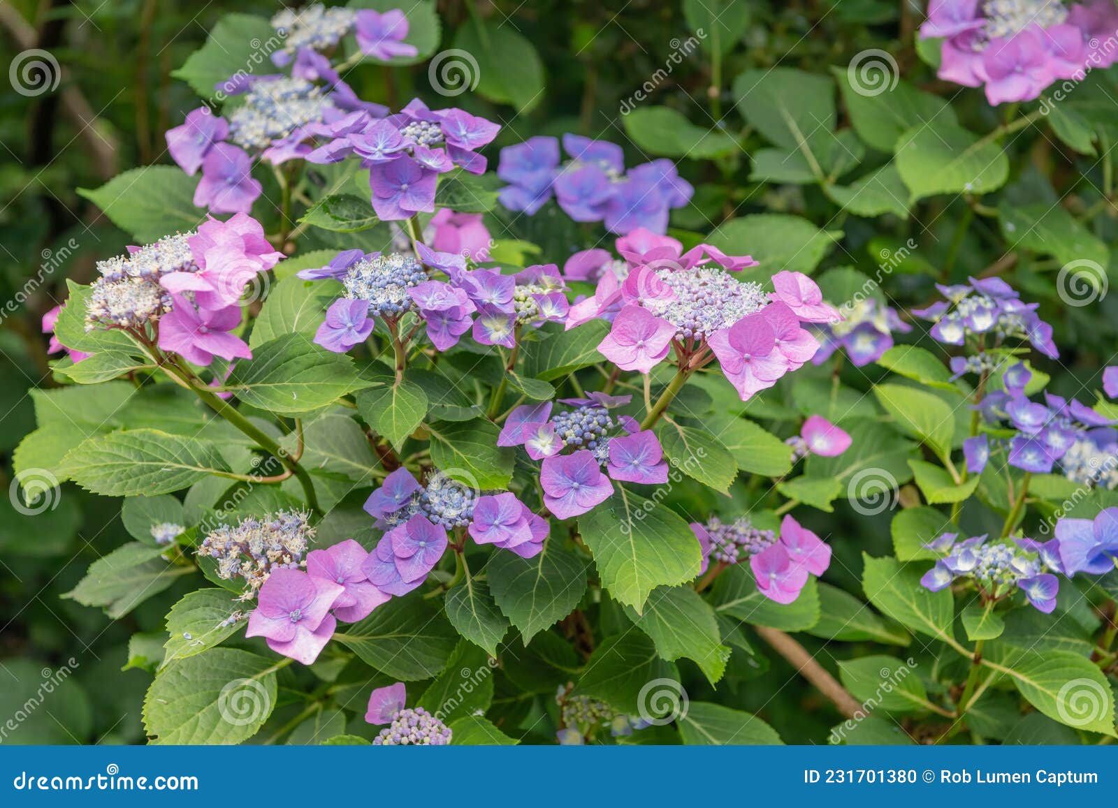 bigleaf hydrangea macrophylla mariesii perfecta, flowering shrub