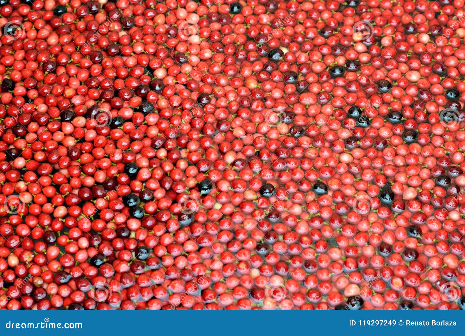 bignay, antidesma bunius tropical fruit floating on water