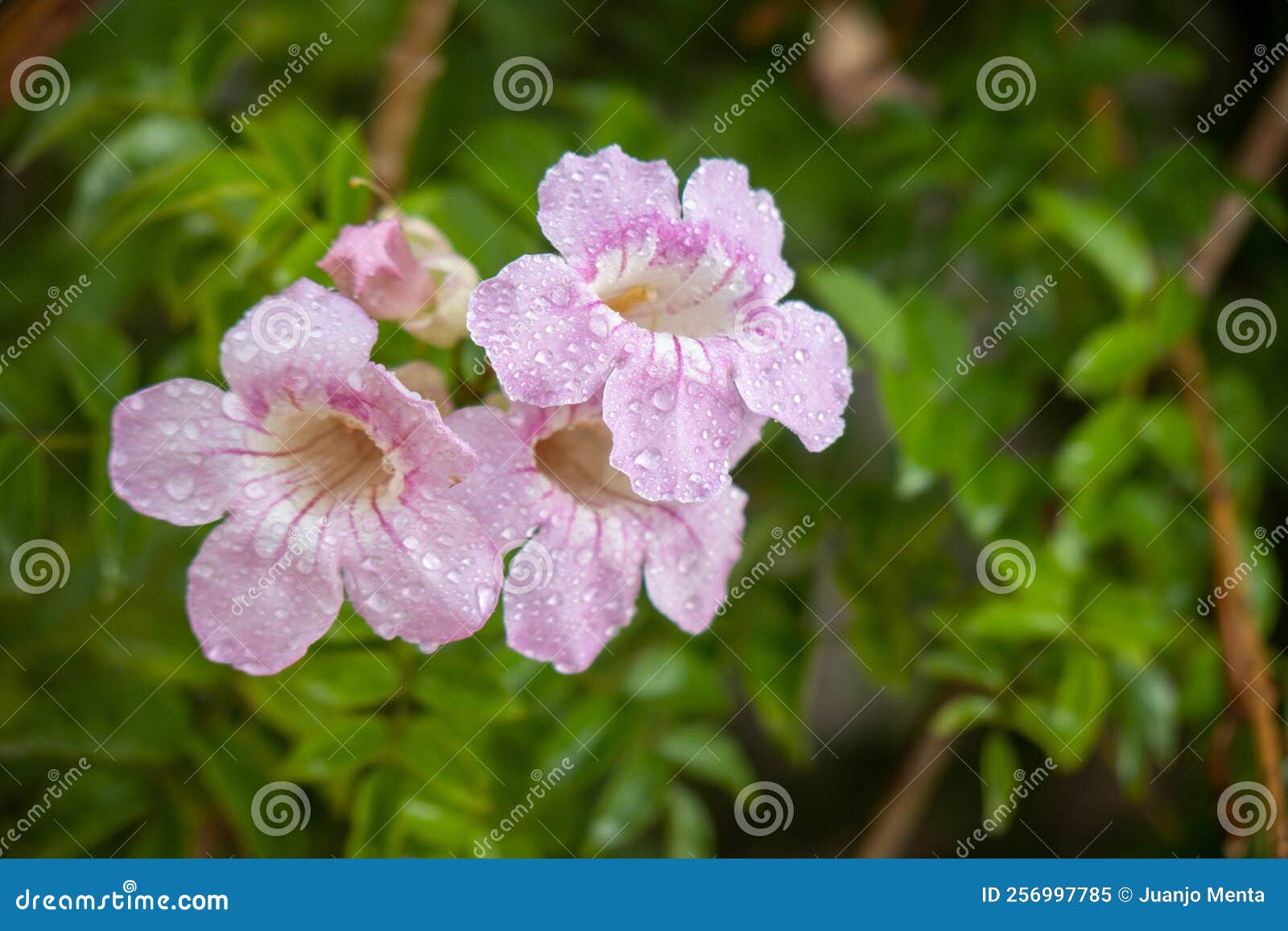 bignonia rosa, arbusto de pandora, trompetas