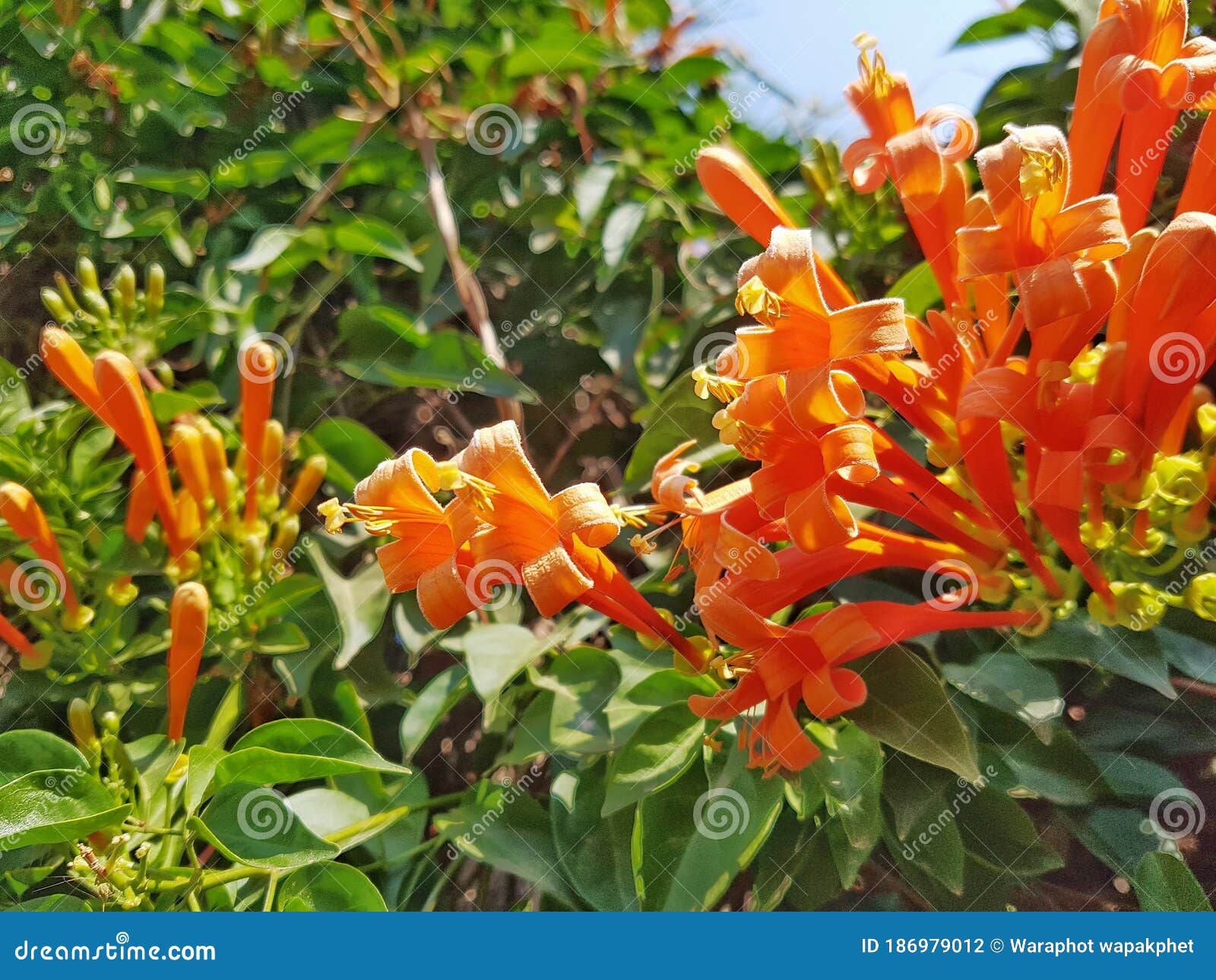 bignonia venusta ker gawl. fire cracker vine, flame vine, golden shower trumpet, orange trumpet