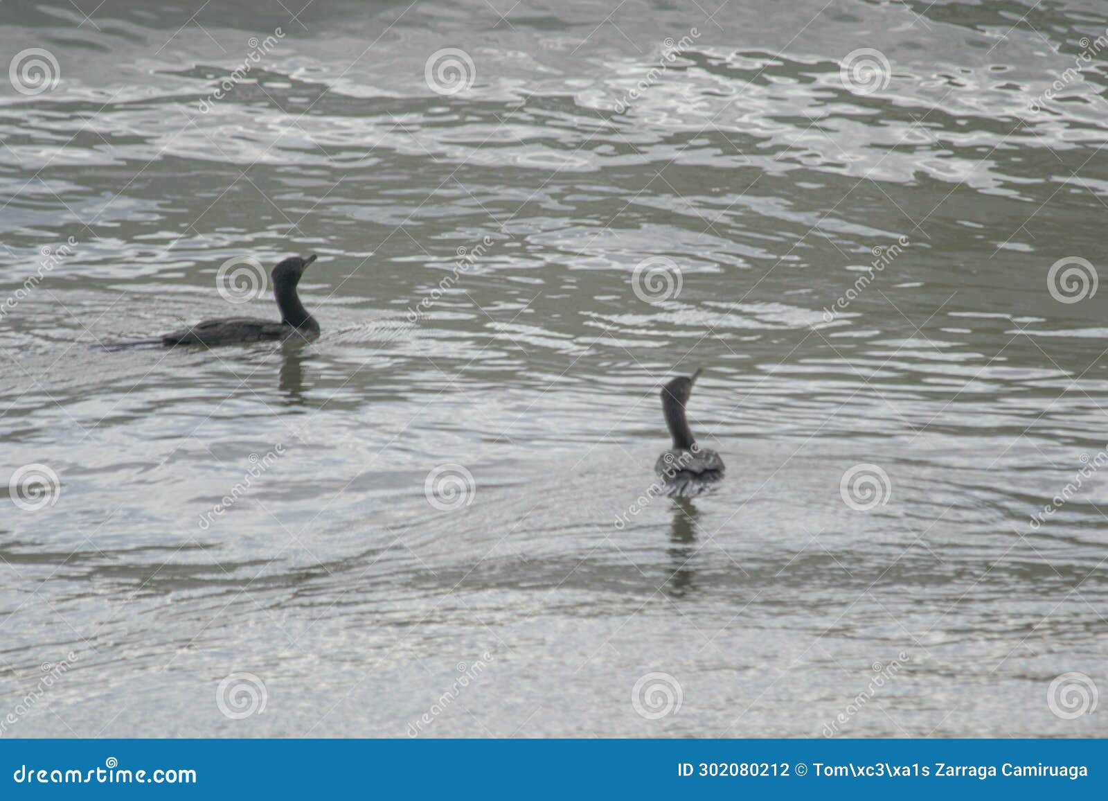 bigua cormorant swimming on the waves