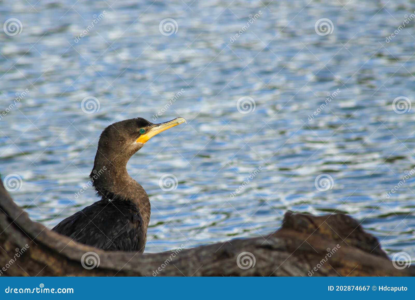 bigua, neotropical cormorant or phalacocorax brasilianus perched on a branch before returning to the water to fish