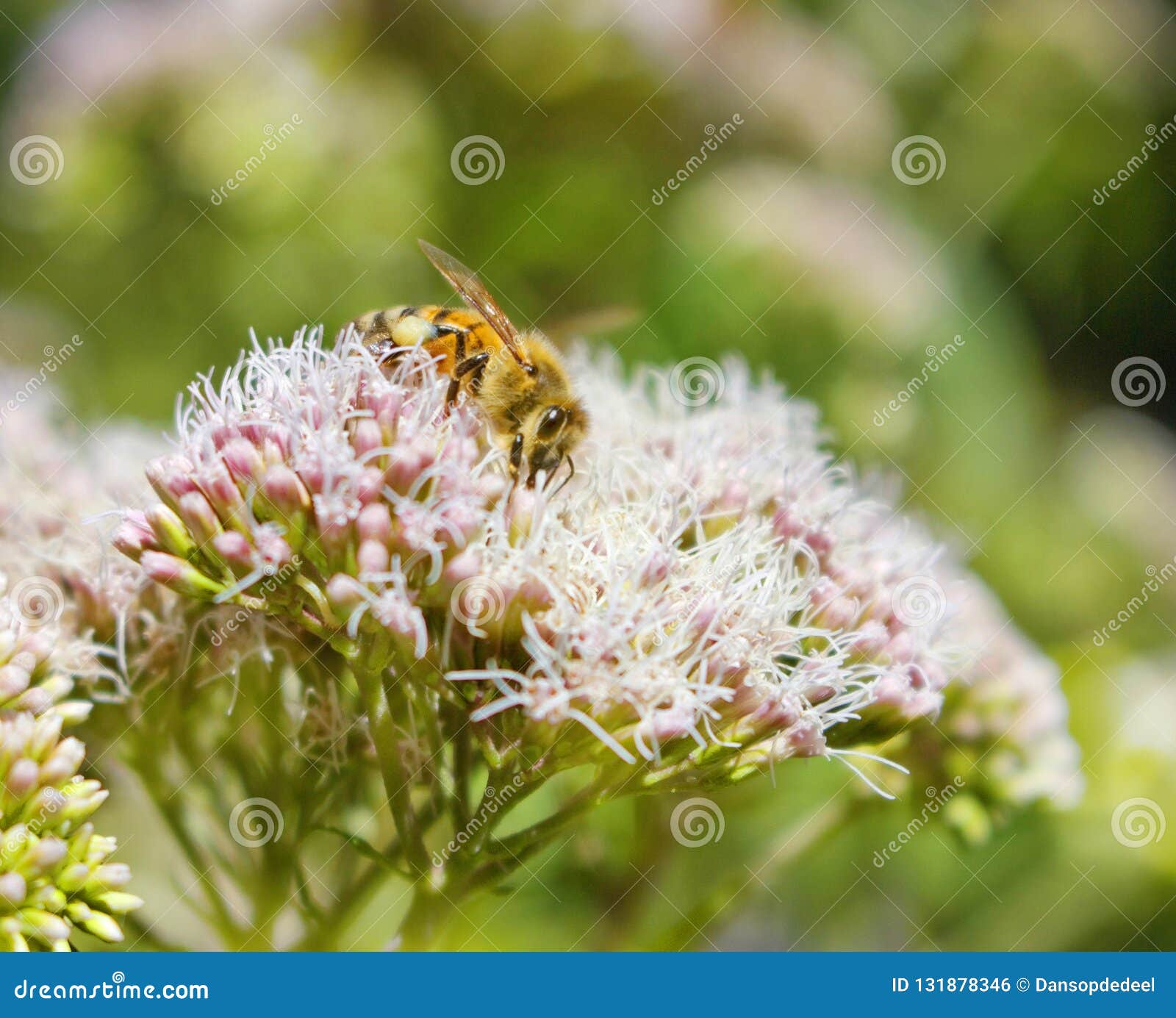 Bijen Op Bloemen in Een Tuin Stock Foto Image of seizoengebonden groen 131878346