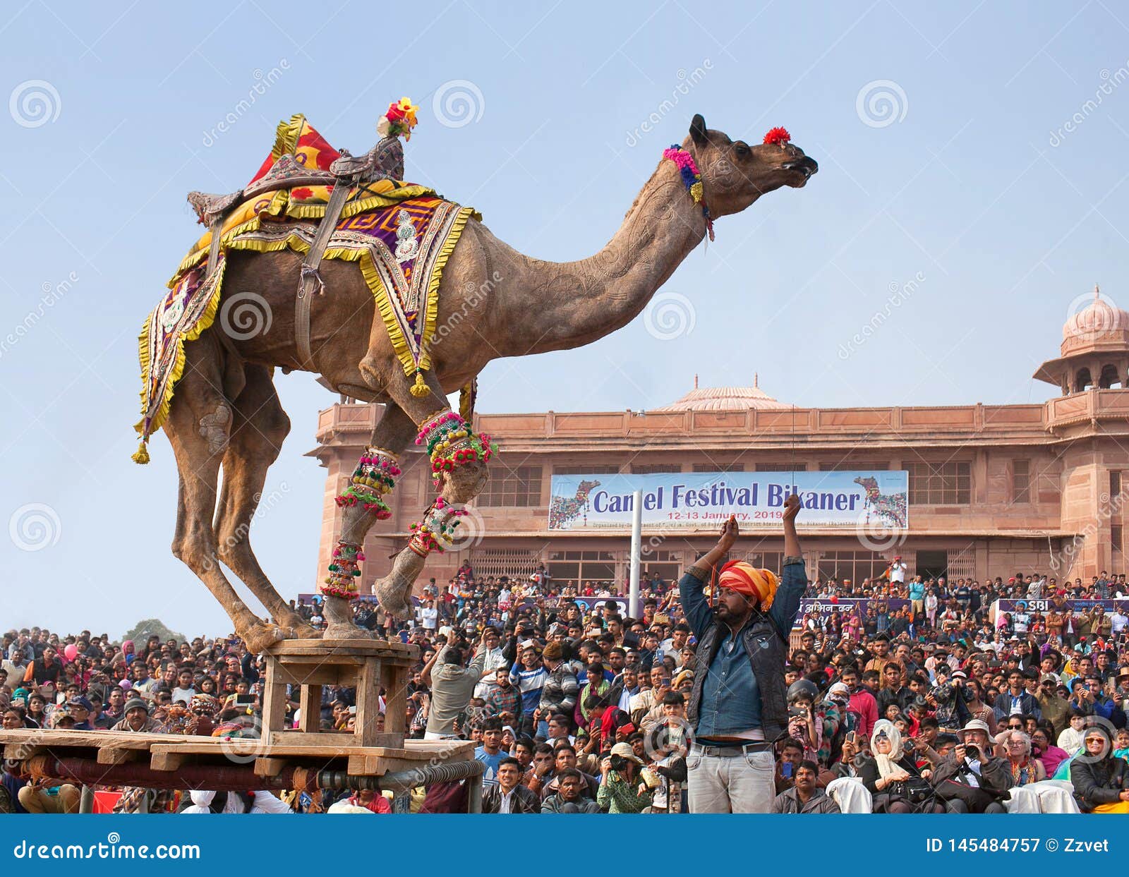 Camel Dancing during Camel Festival in Rajasthan State, India Editorial  Photography - Image of dance, mela: 145484757
