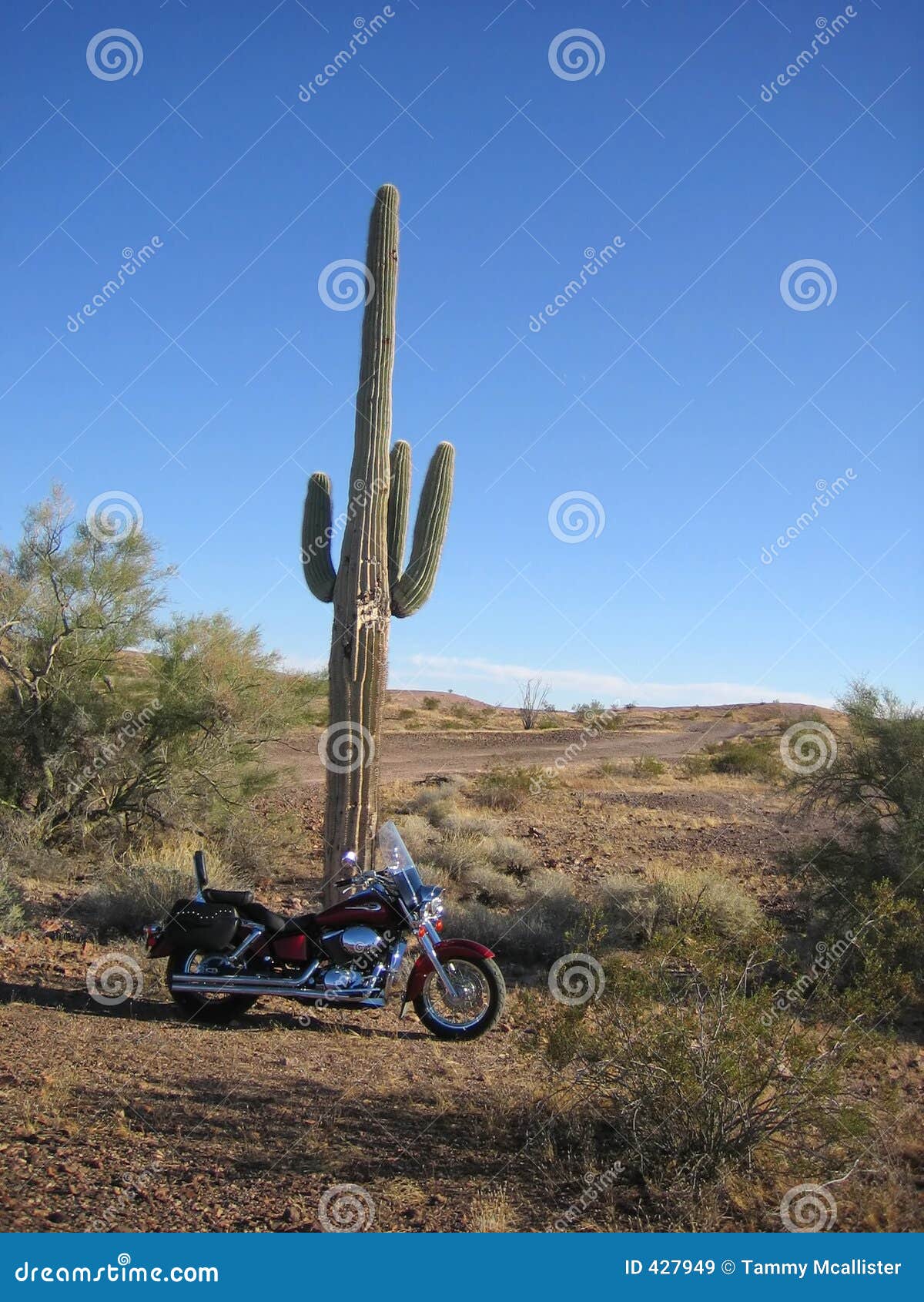 Las Vegas Desert Cactus Photograph DIGITAL DOWNLOAD 