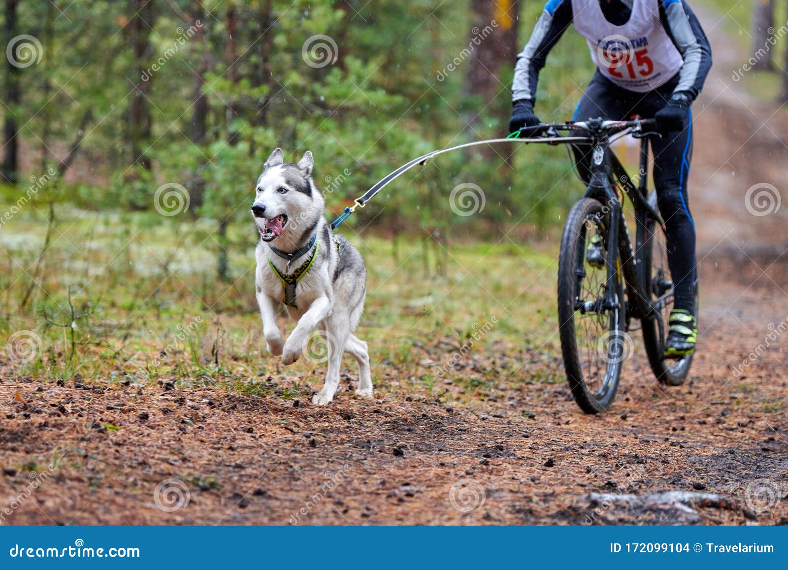 sled dog harness for bike