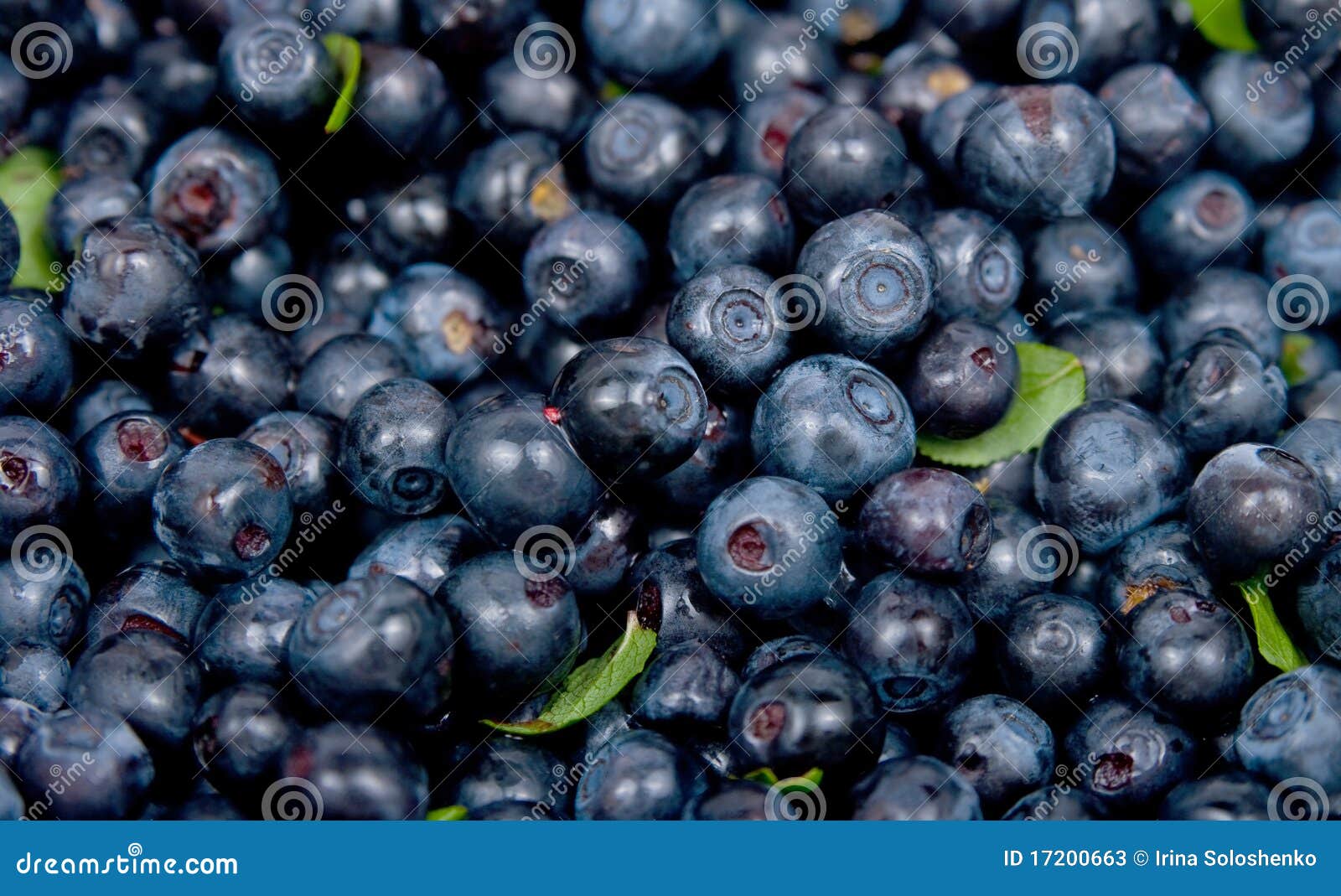Bilberry stock image. Image of color, ripe, healthy, space 17200663
