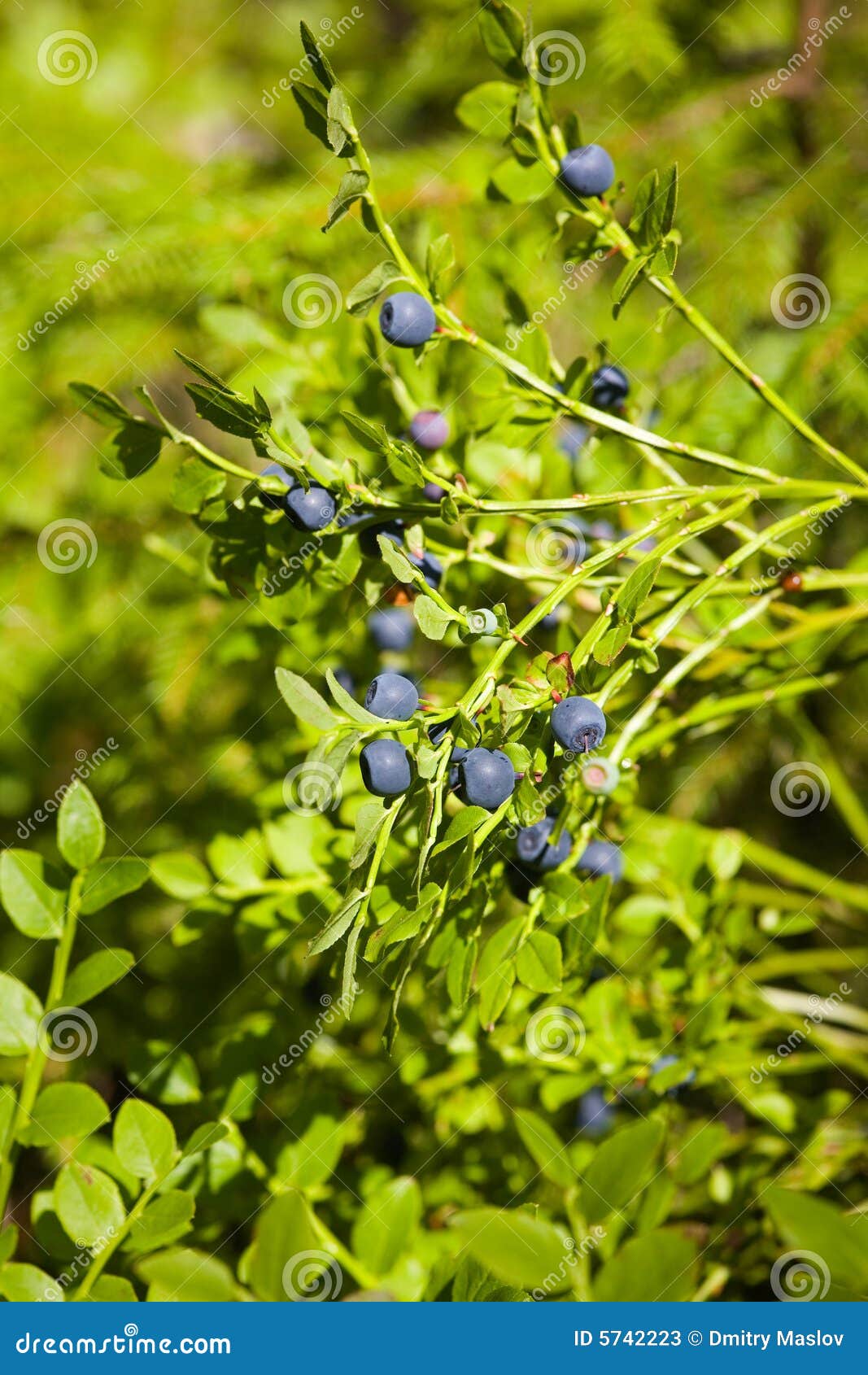 Bilberry stock image. Image of bilberry, macro, food, leaf 5742223