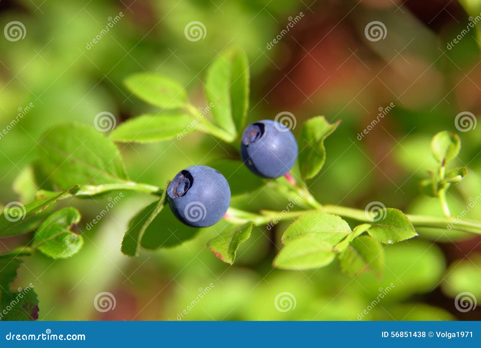 Bilberry stock photo. Image of medicine, close, growth 56851438