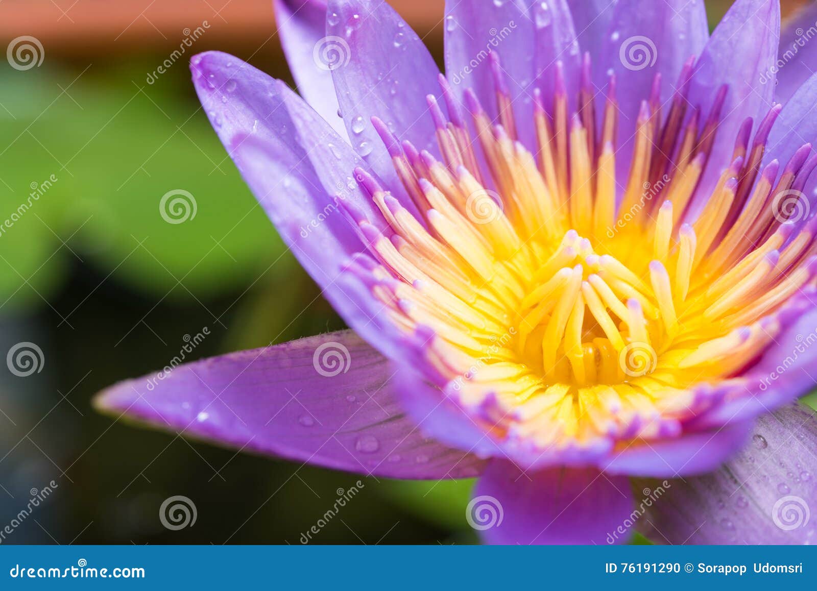 Bild Der Seerose Oder Der Lotosblume Stockfoto Bild von garten