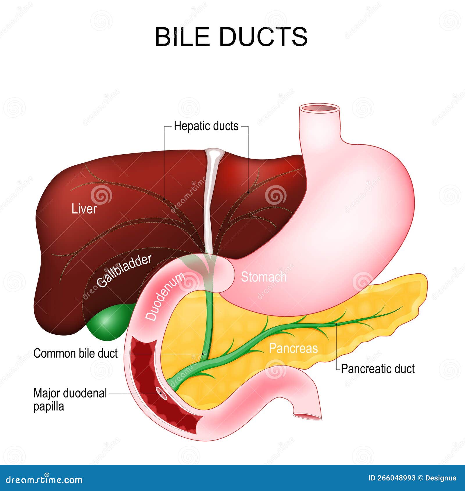 bile ducts. digestive system