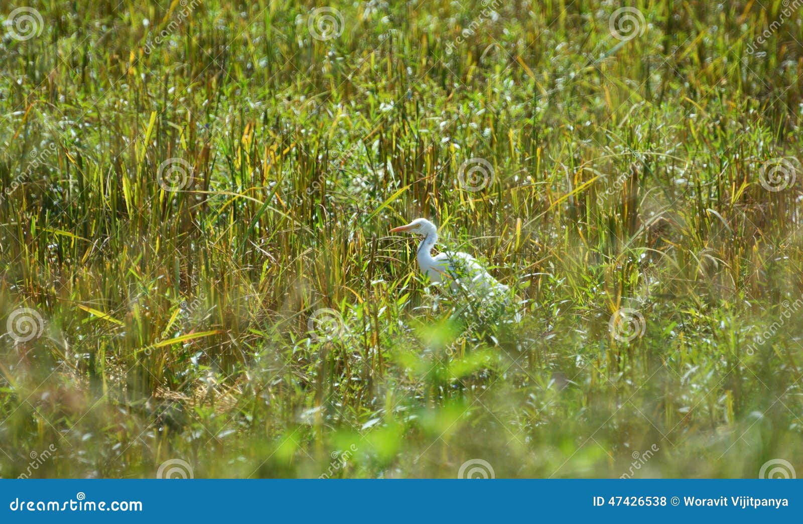 Bill Ibis White Bird on Rice Fields Stock Photo Image of long