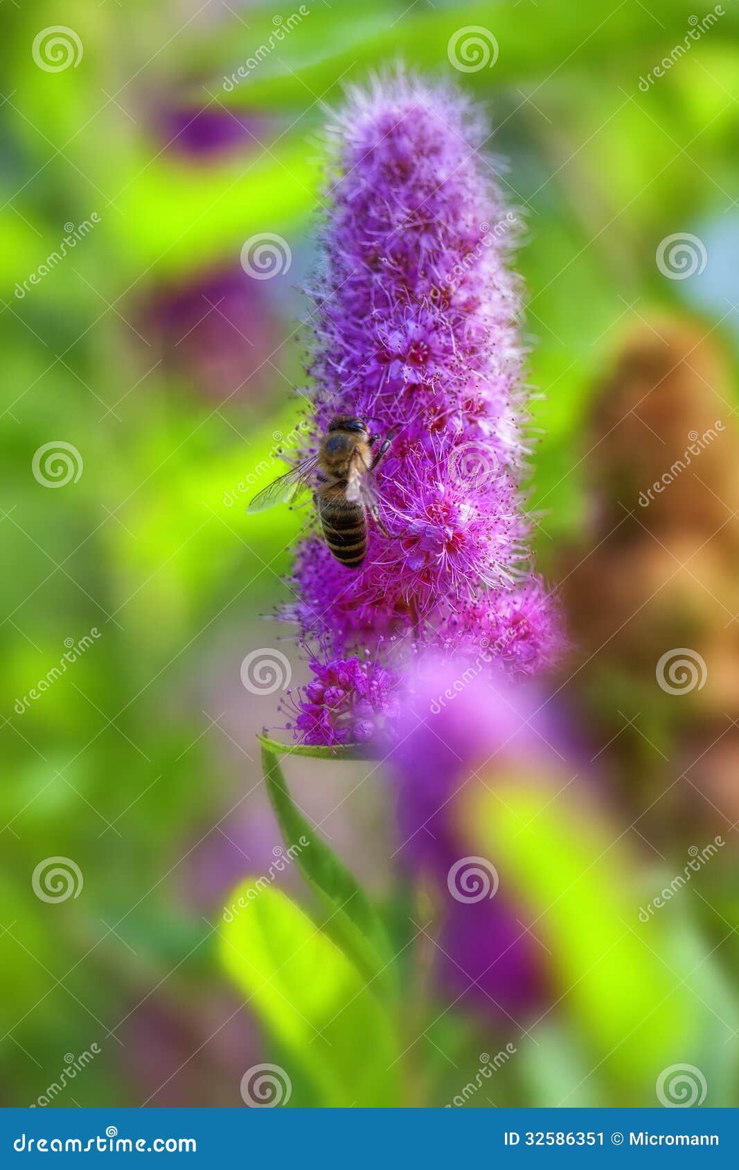 billards spirea - bee