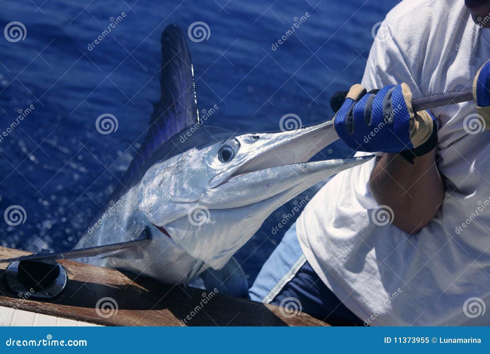 Billfish White Marlin Catch and Release on Boat Stock Image Image of marline, gray 11373955