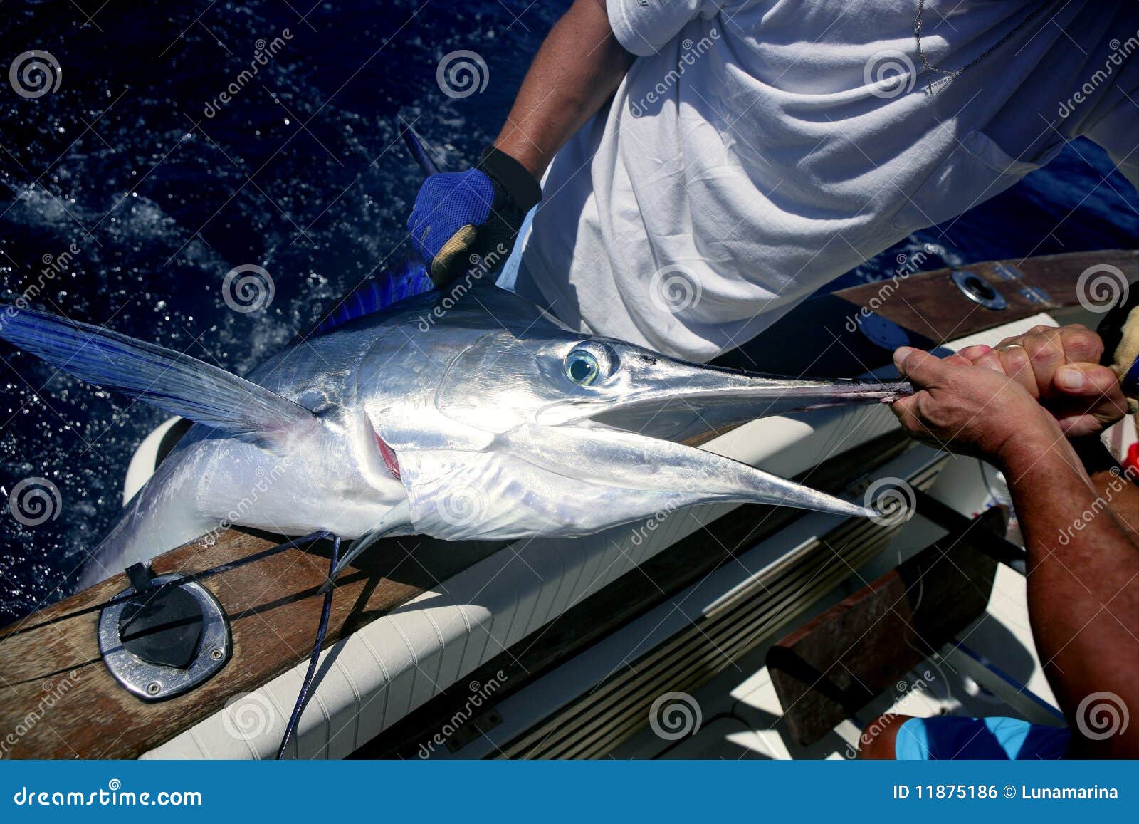 Billfish White Marlin Catch and Release on Boat Stock Photo Image of marline, billfish 11875186