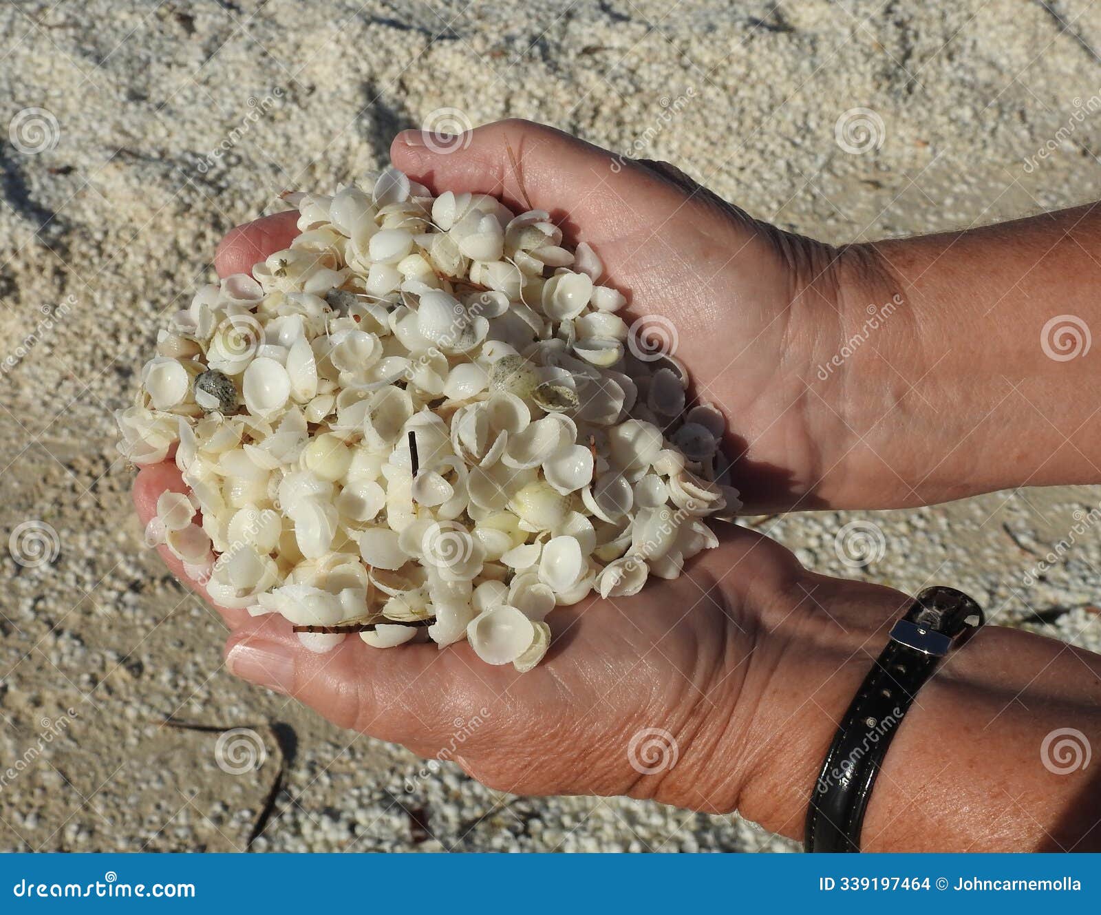 billions of tiny cockle shells.