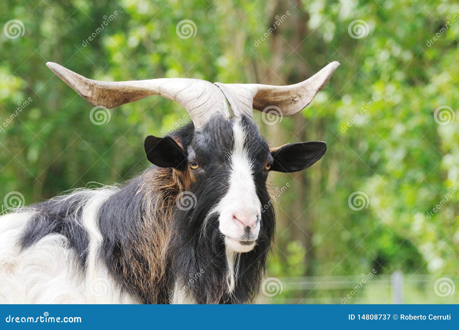 Billy goat stock image. Image of horn, animal, billy 14808737