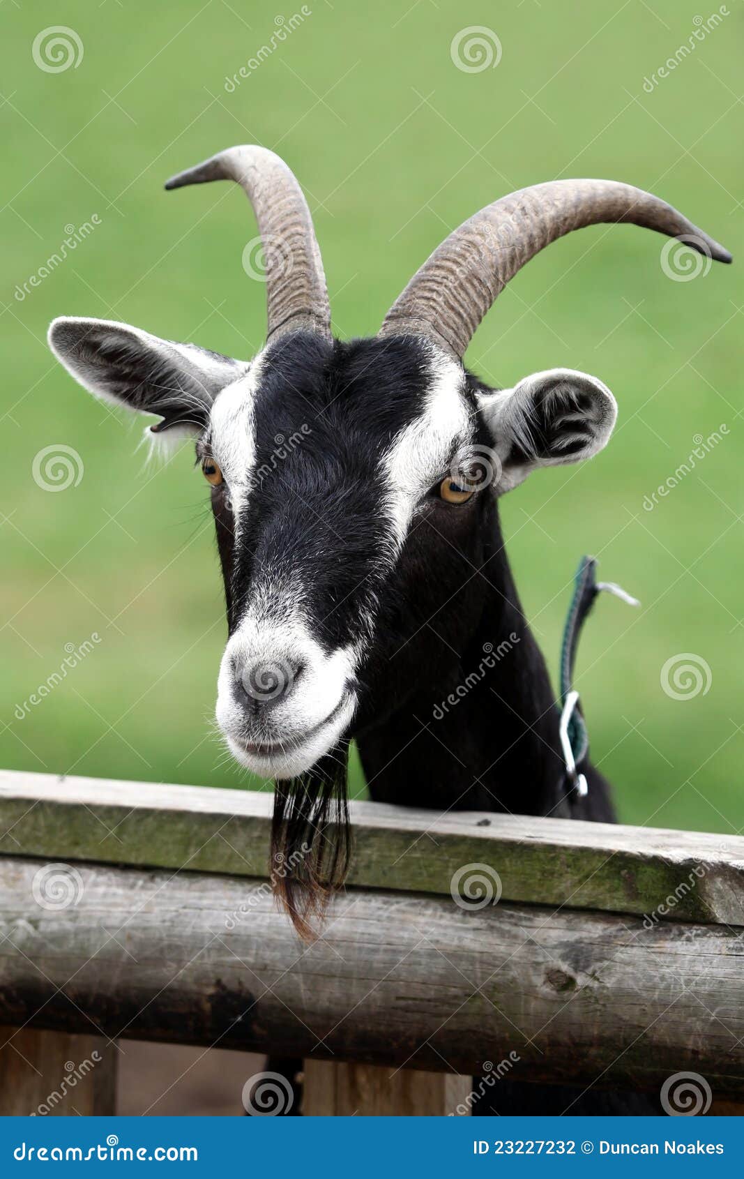 351 Black Goat Long Hair Stock Photos - Free & Royalty-Free Stock Photos from Dreamstime 351 Black Goat Long Hair Stock Photos - Free & Royalty-Free Stock Photos from Dreamstime