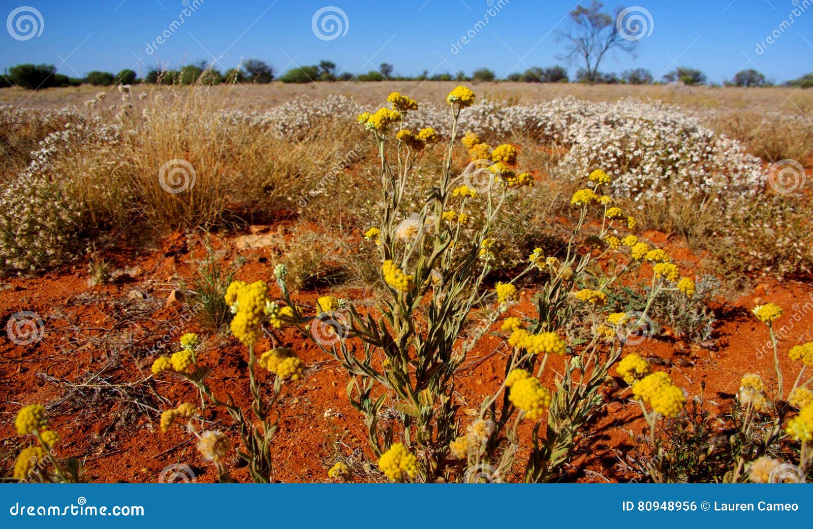 Billybutton jaune et marguerite de papier fleurit dans le désert australien