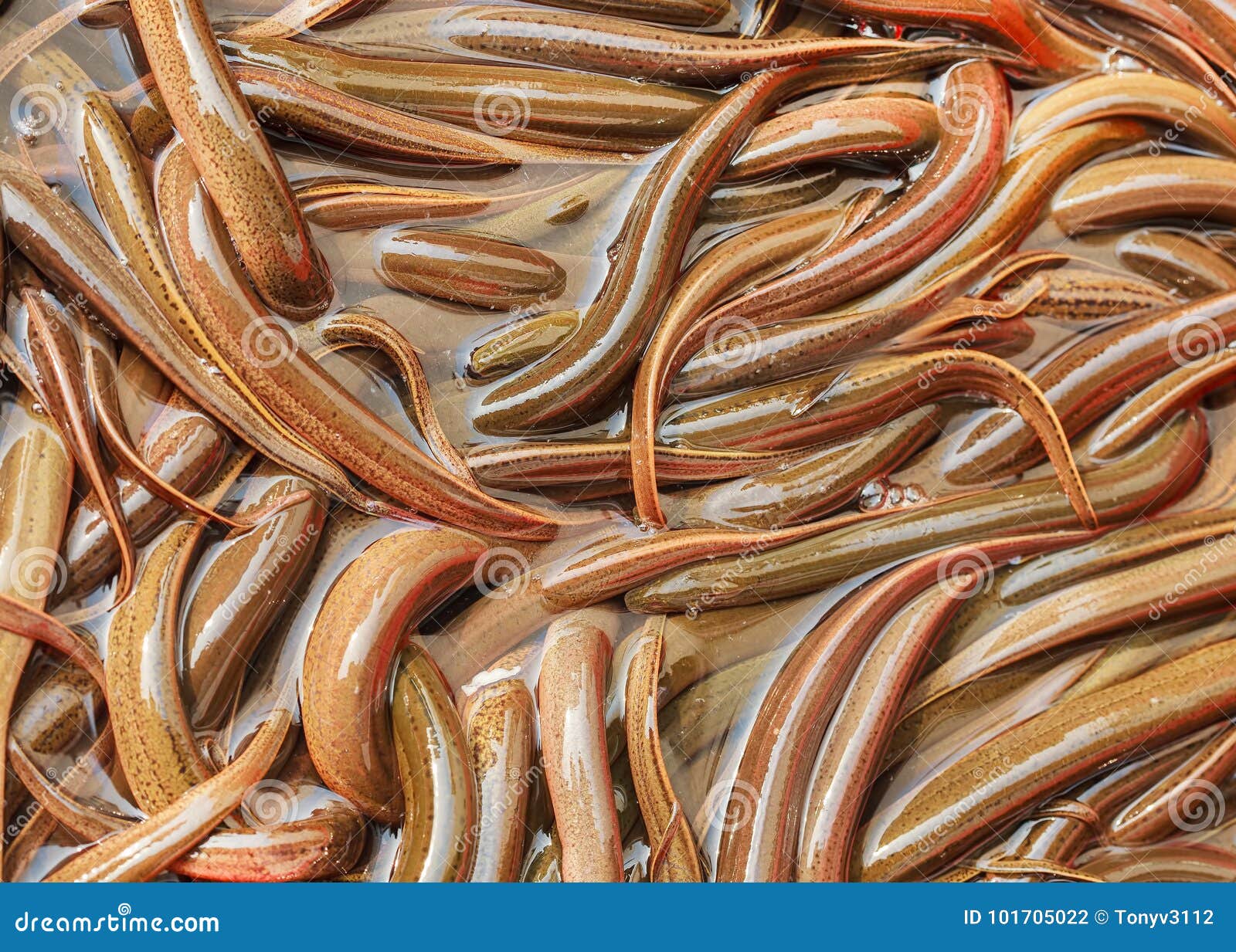 Bin with Crawling Eel on Chinese Market Stock Photo Image of aquatic