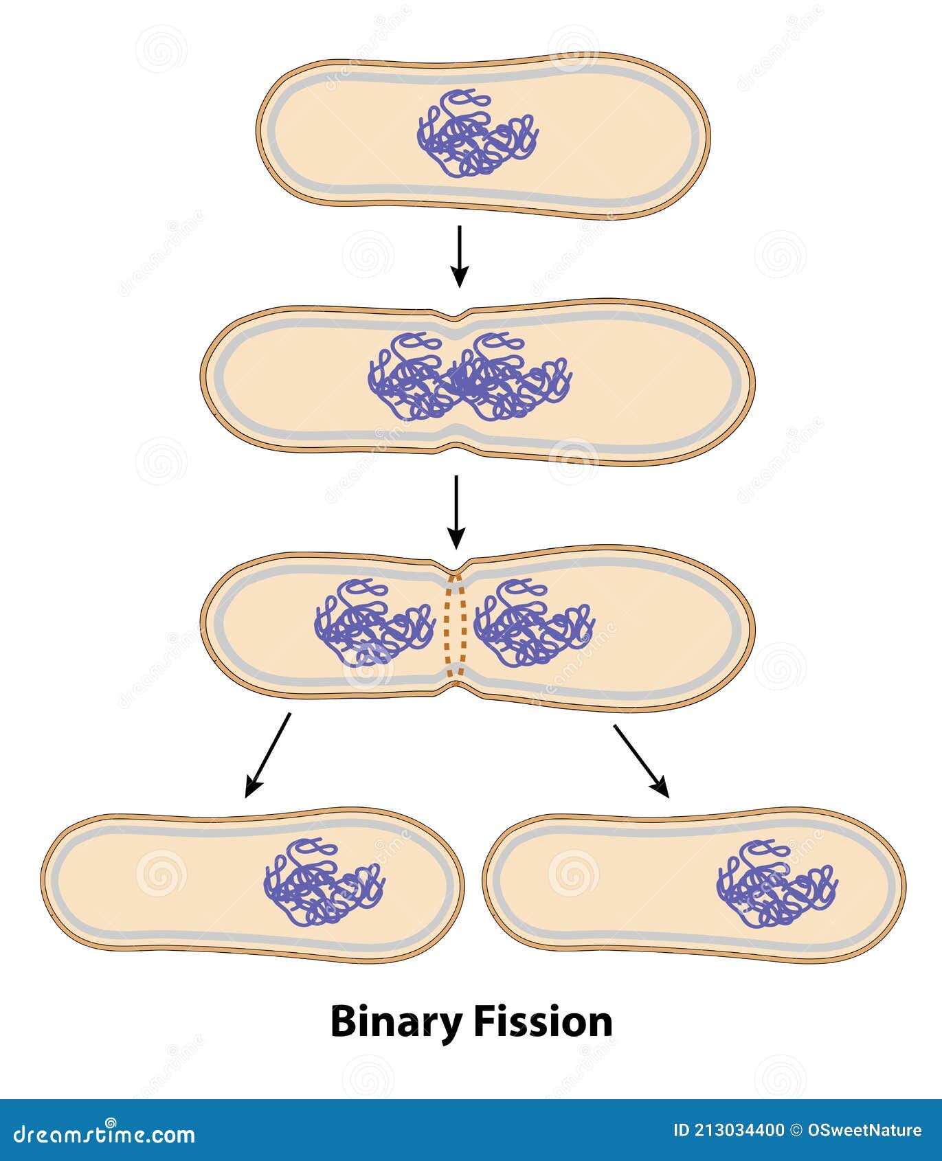 binary fission binary fission