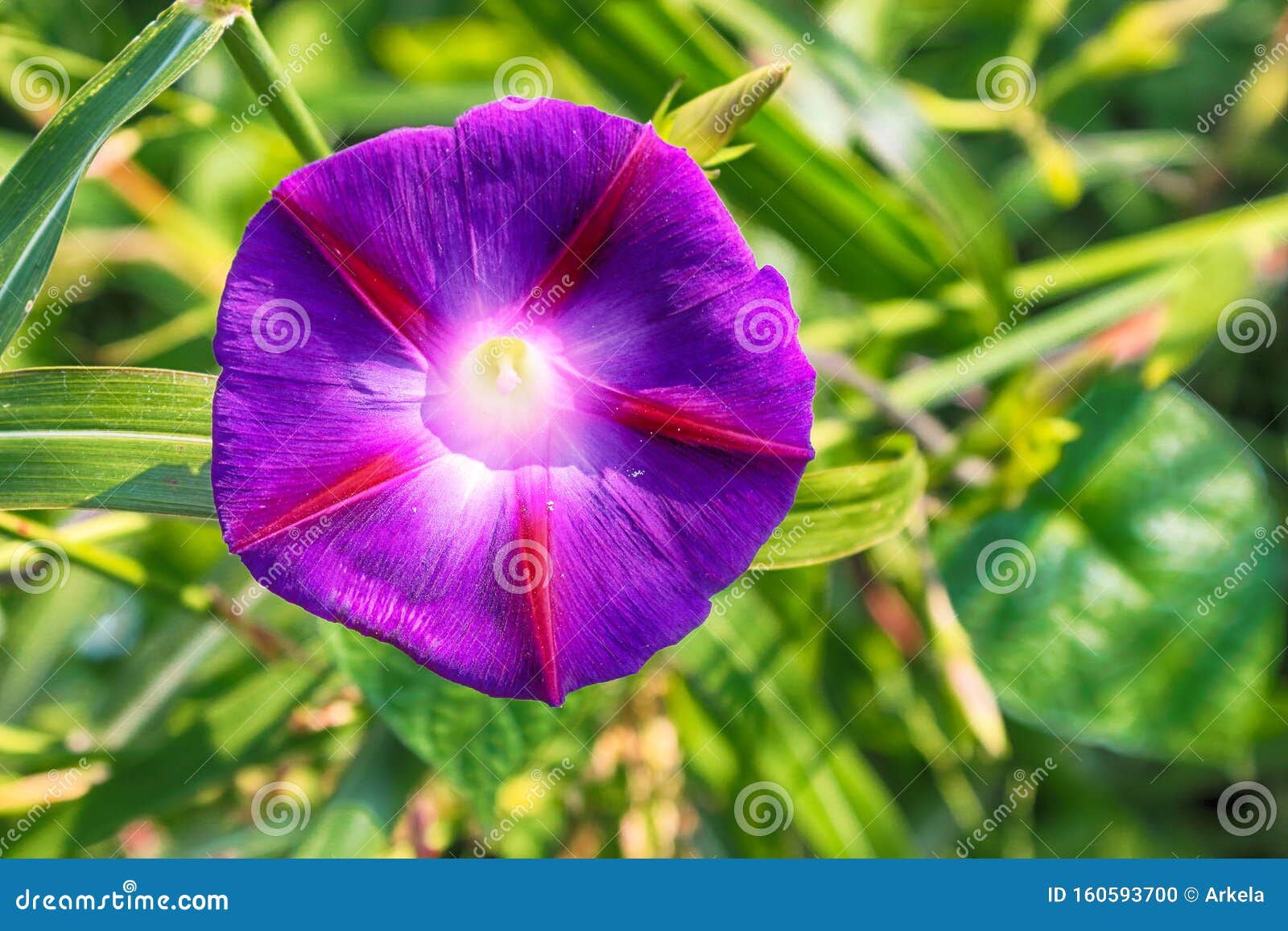Bindweed Convolvulus Althaeoides Stock Photo Image of nature, plant